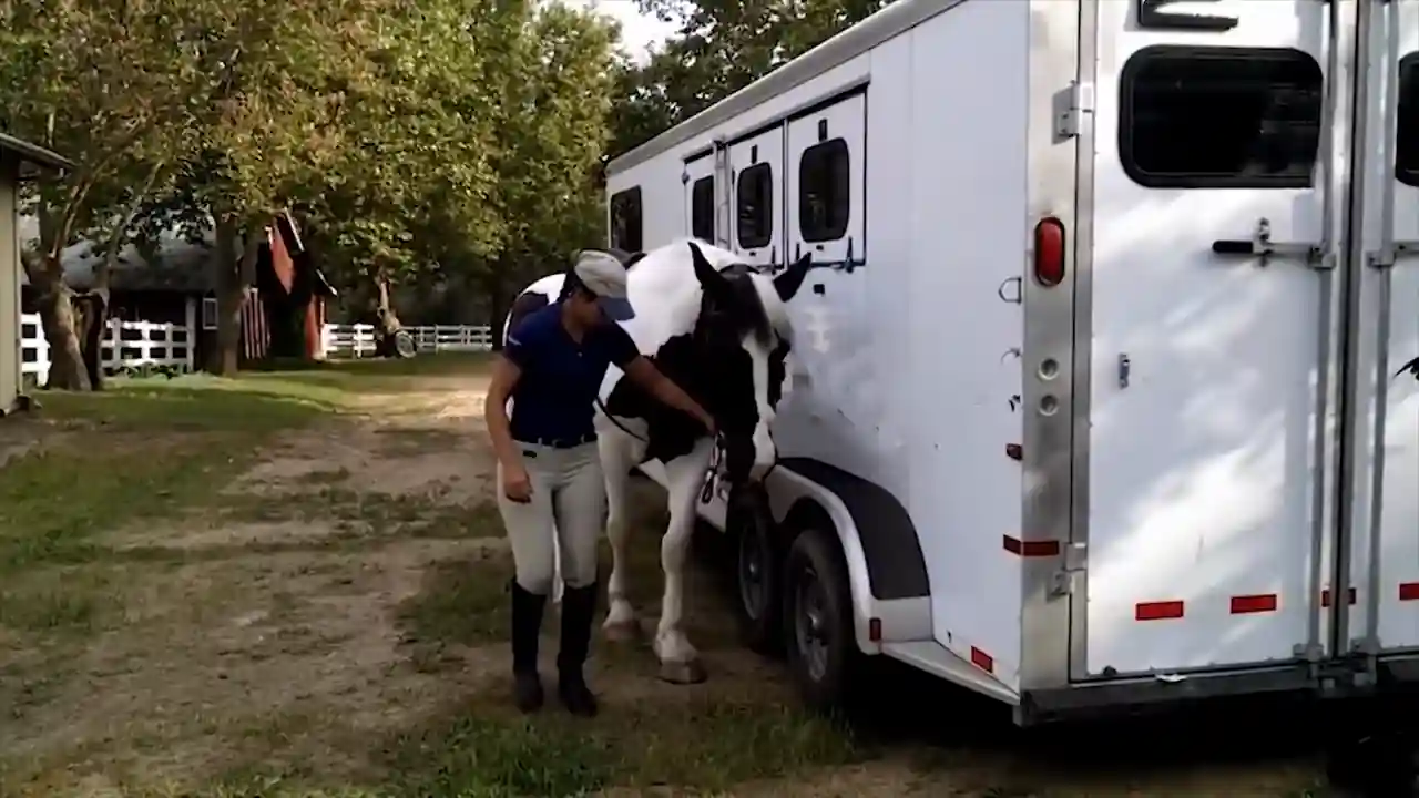 Remolque moderno para transporte de caballos