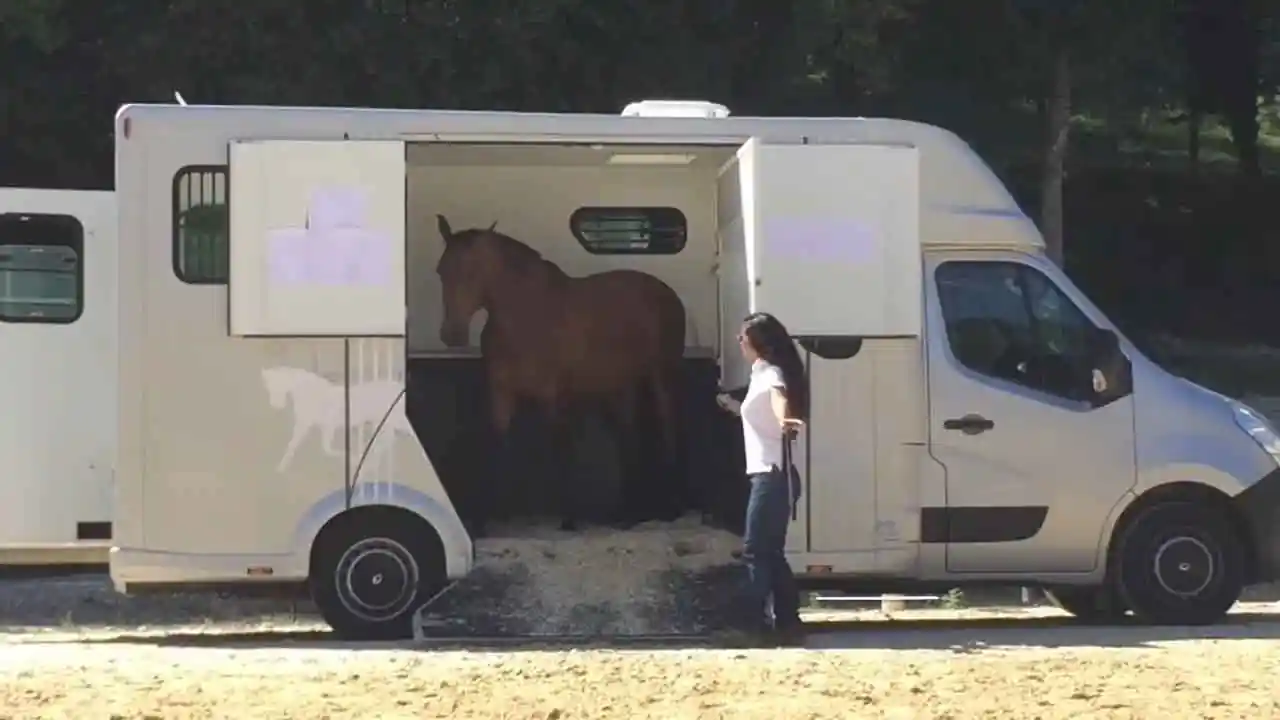 Remolque para caballos que transporta un caballo mirando hacia atrás