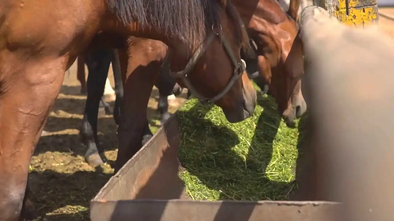 Caballos comiendo forraje blando en el establo.