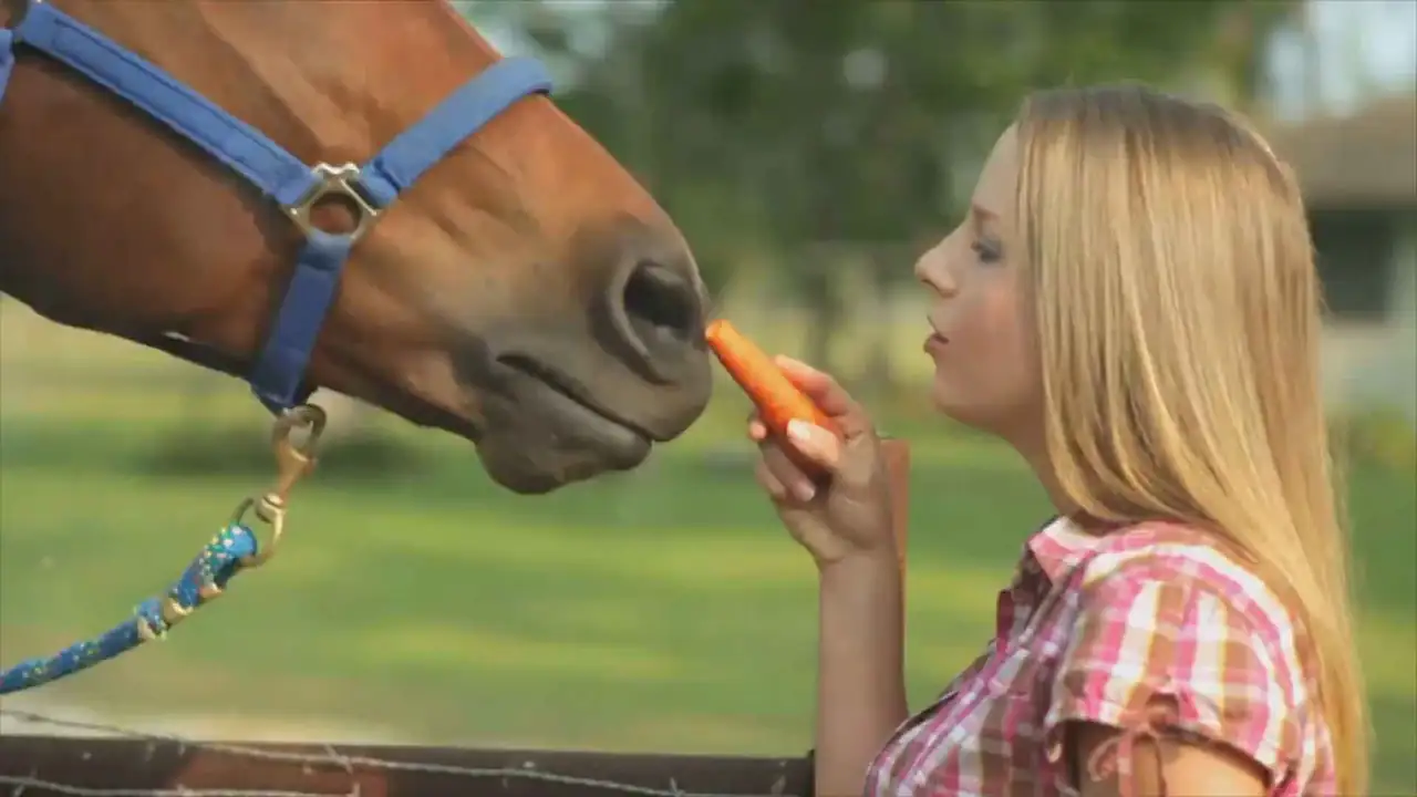 El dueño de un caballo le da una zanahoria a su caballo.