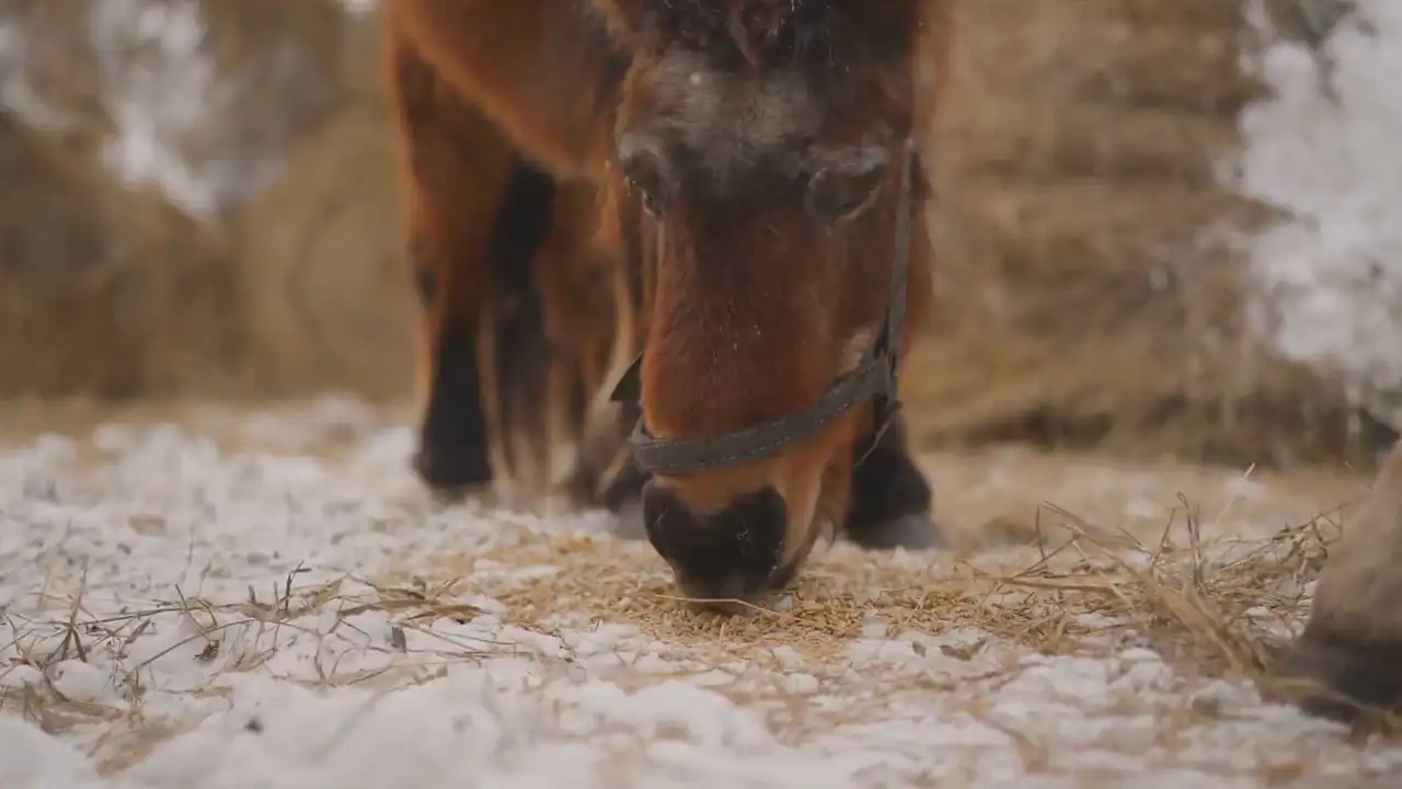 Un caballo comiendo forraje seco hecho de paja y heno.