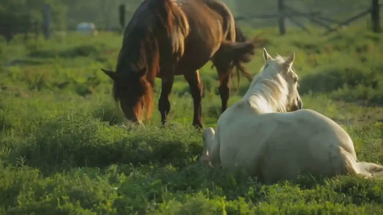 Caballos pastando y comiendo heno fresco en el campo.