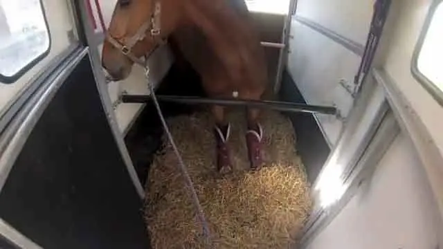 Cómo preparar un caballo para el transporte para evitar complicaciones y fiebre