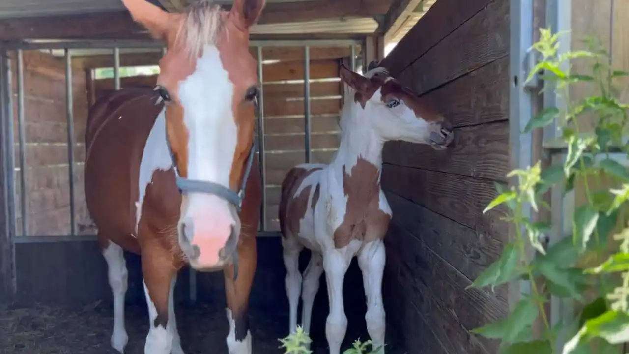 Se están preparando un caballo y un potro para el transporte.