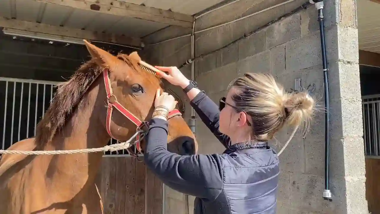 Posición elevada de la cabeza durante el transporte del caballo