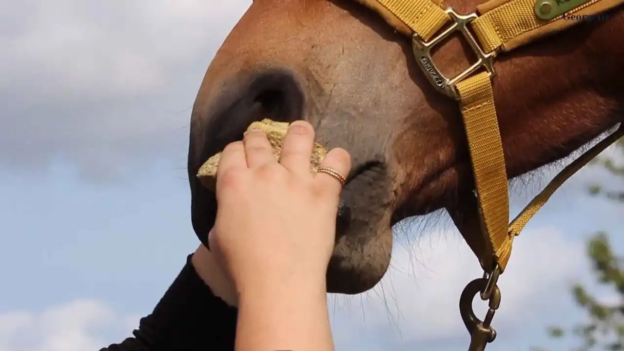 Síntomas de secreción nasal y fiebre en caballos