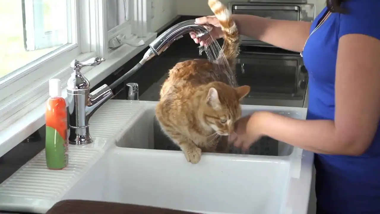 Bañar a un gato en la cocina