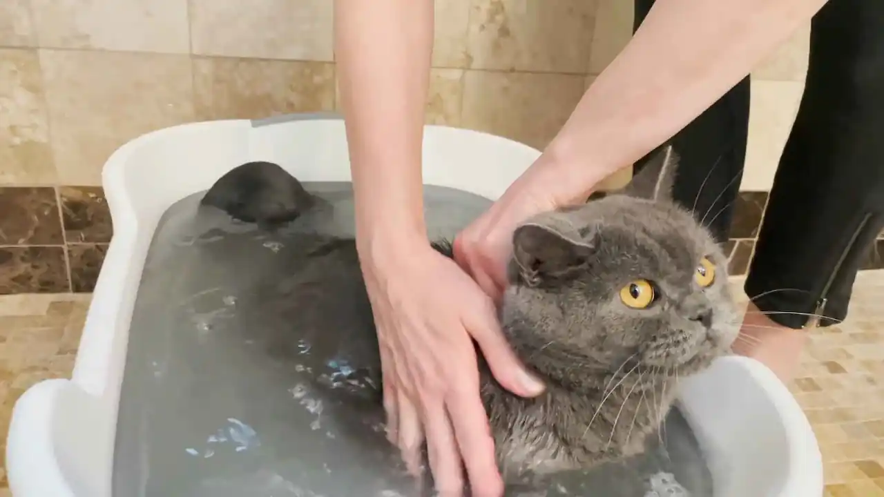 Errores graves al bañar a un gato
