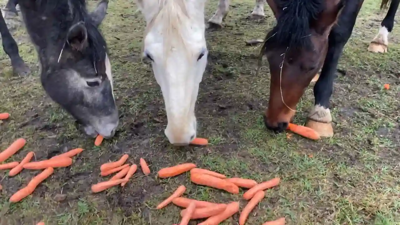 Un grupo de caballos comiendo trozos de zanahorias del suelo.