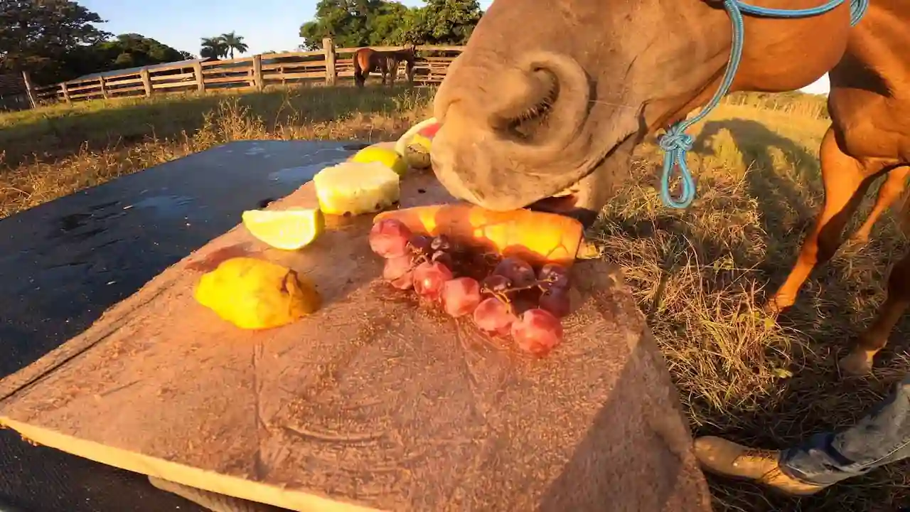 Un caballo comiendo verduras y frutas de la mesa.