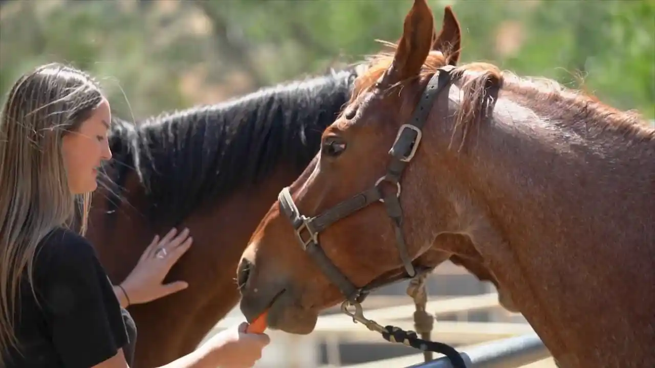 Un caballo come una zanahoria de la mano de su dueño.