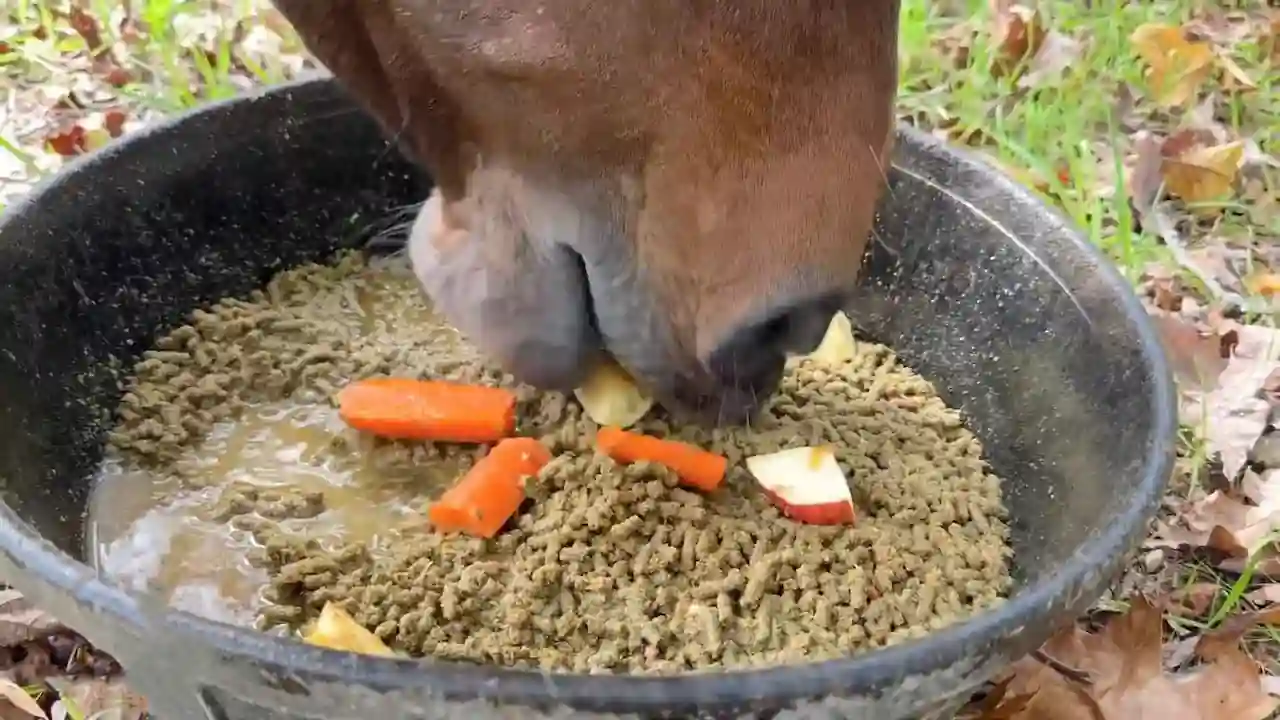 Un caballo come trozos de verduras y frutas de un comedero.