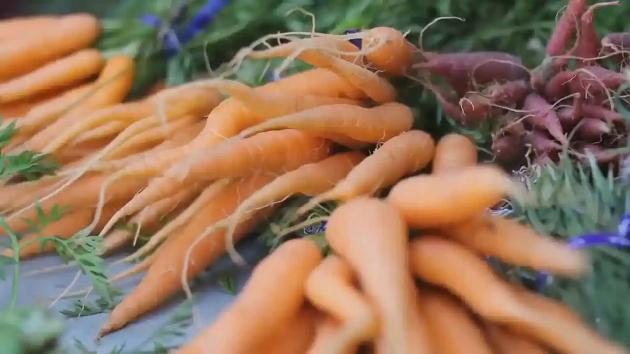 Una selección de verduras, desde zanahorias, preparadas para que las coman los caballos.