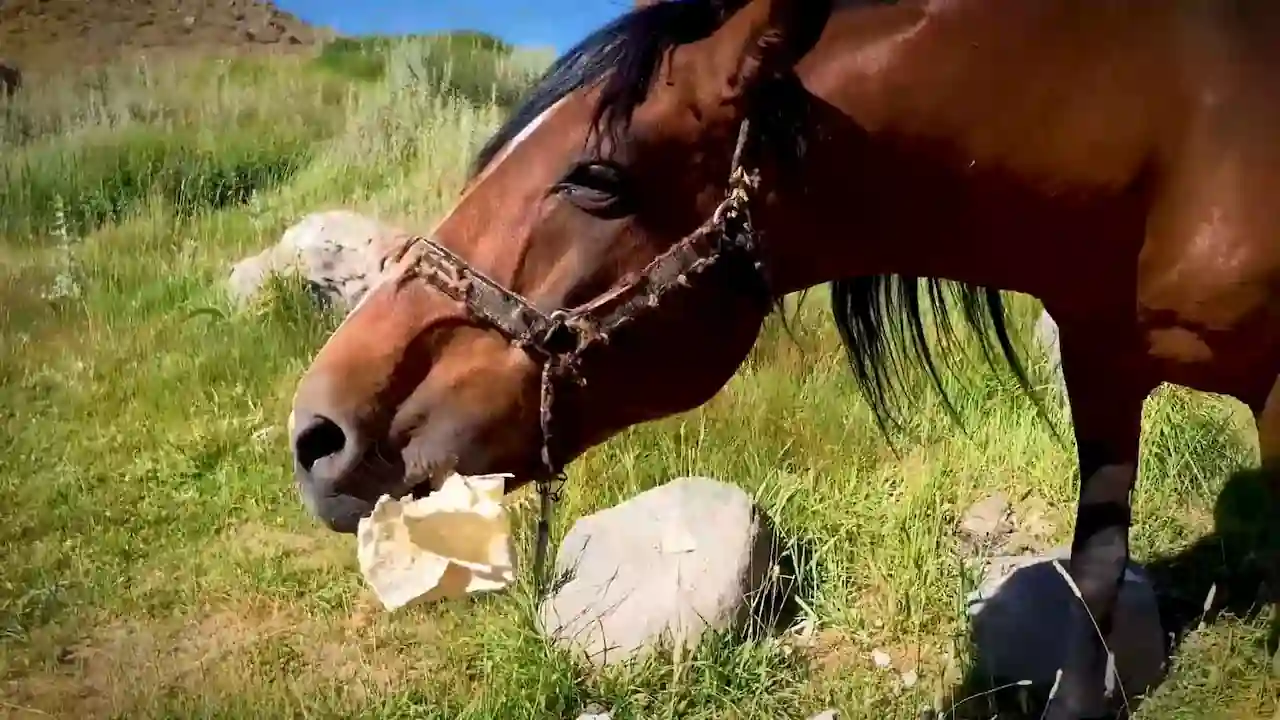 Un caballo comiendo un trozo de pan.