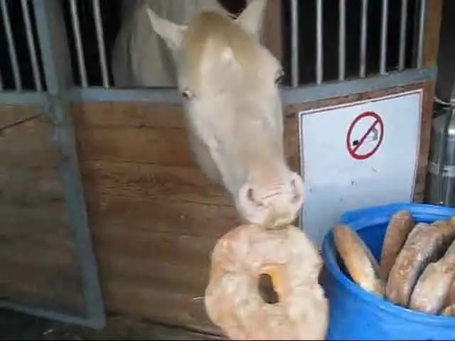 El caballo comió un gran trozo de pan, lo que provocó peligro de asfixia.