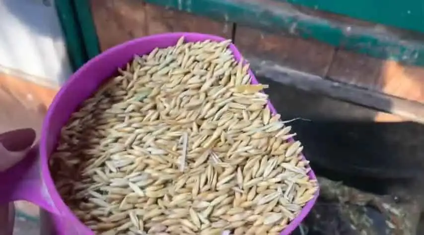 Granos alternativos seguros como alimento para caballos