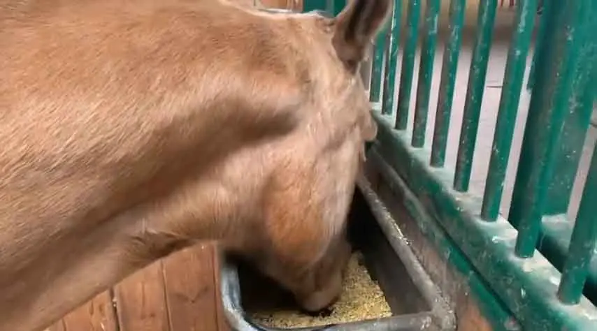 Un caballo que come granos como trigo, cebada, maíz y otros.
