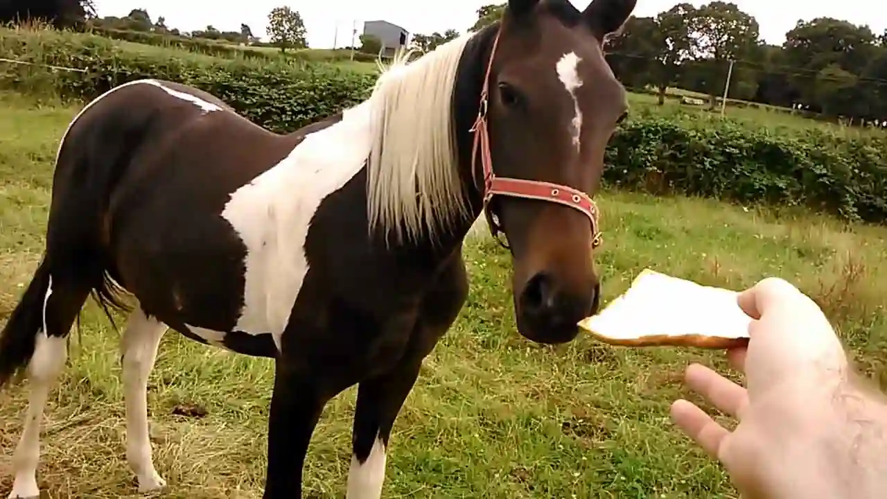 Un caballo come una cantidad segura de pan.