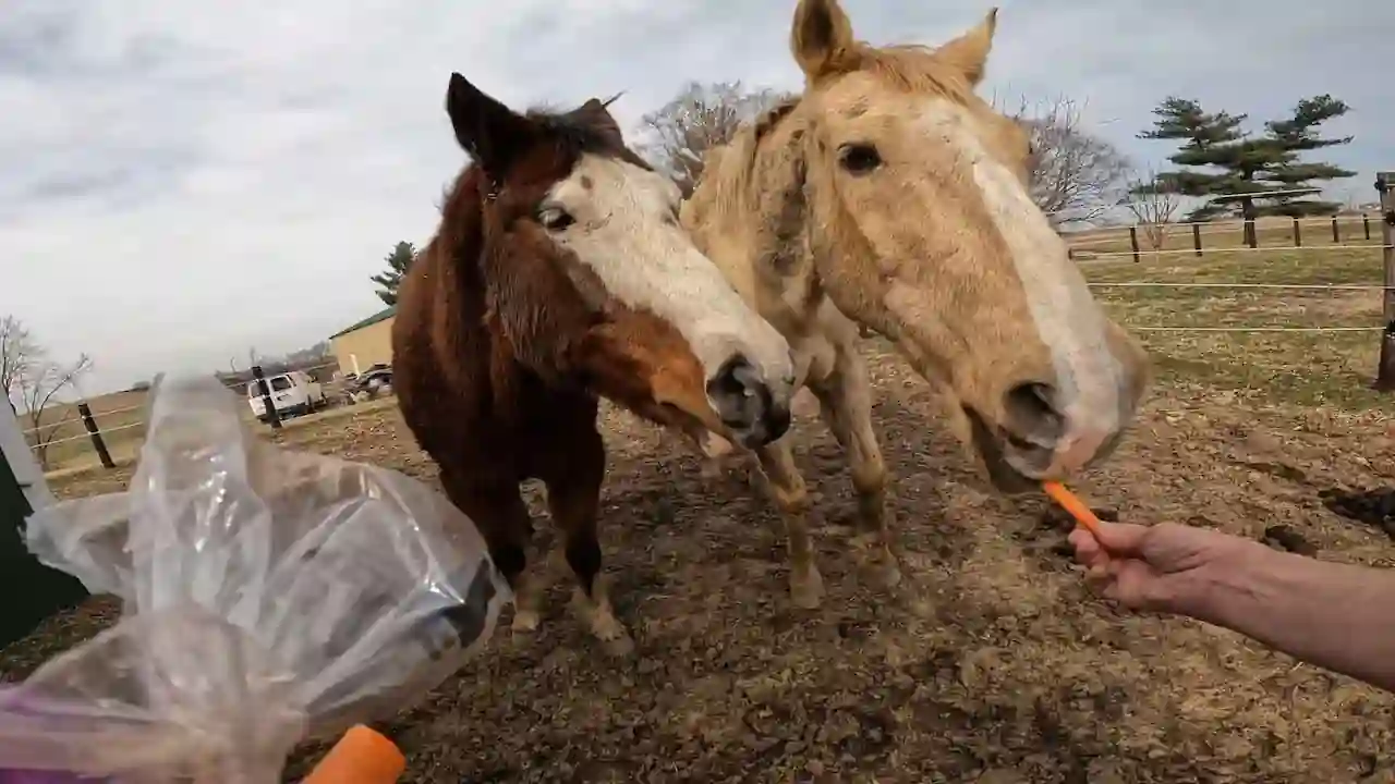 Un caballo comiendo una golosina de la mano de su dueño