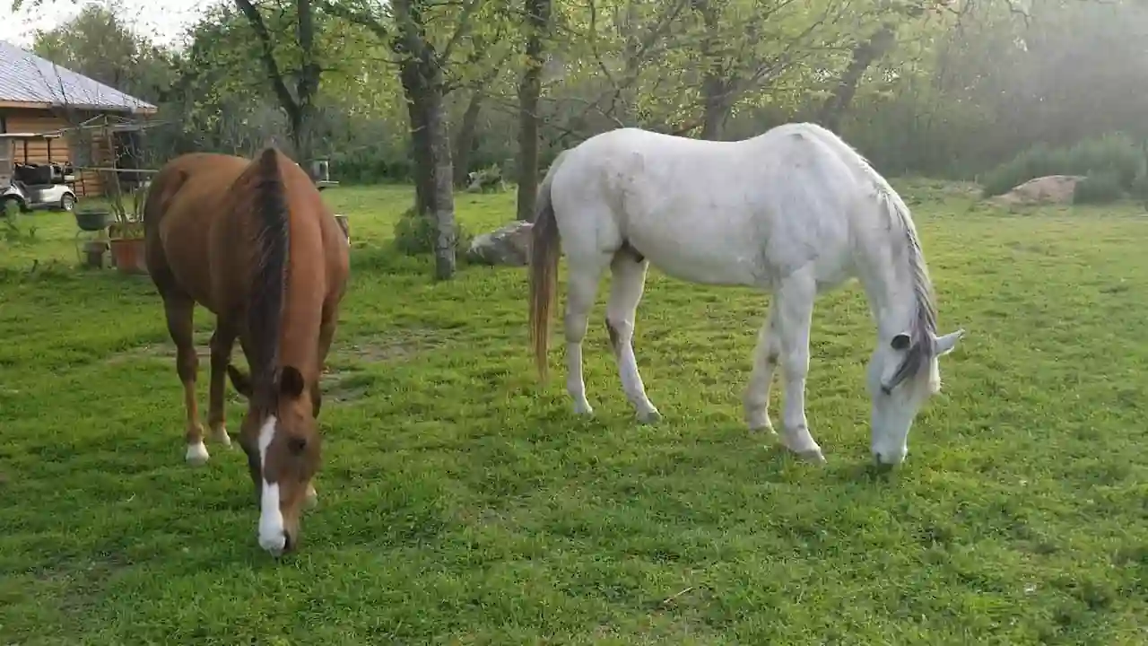 Caballos pastando en la hierba