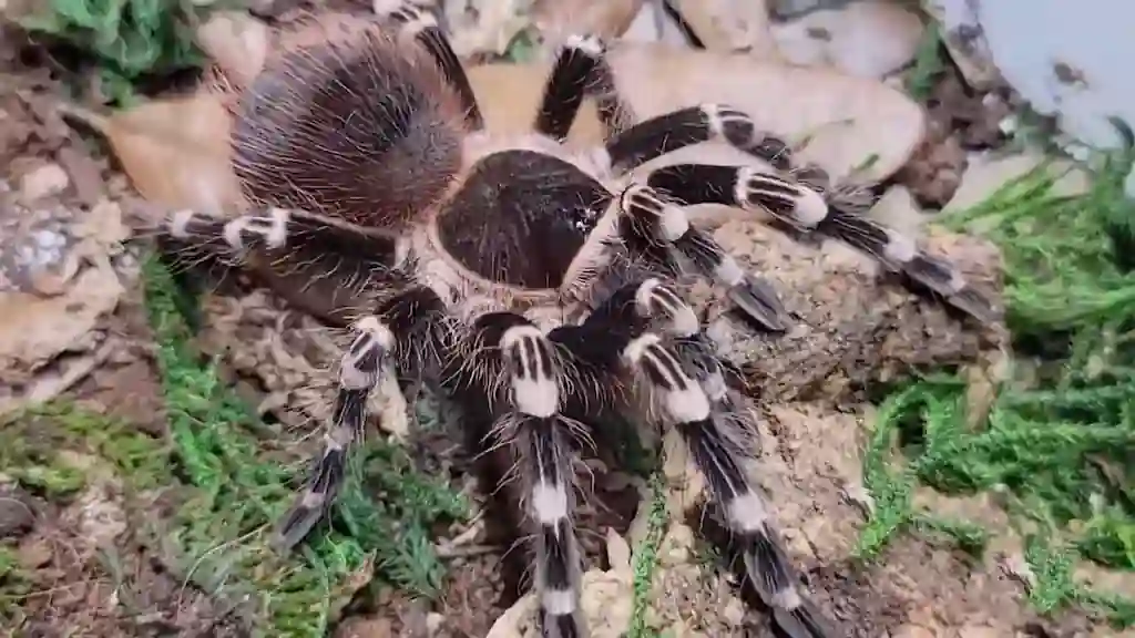 Tarántula brasileña de rodilla blanca (Acanthoscurria geniculata) quieta y camuflada mientras acecha a su presa en el terrario