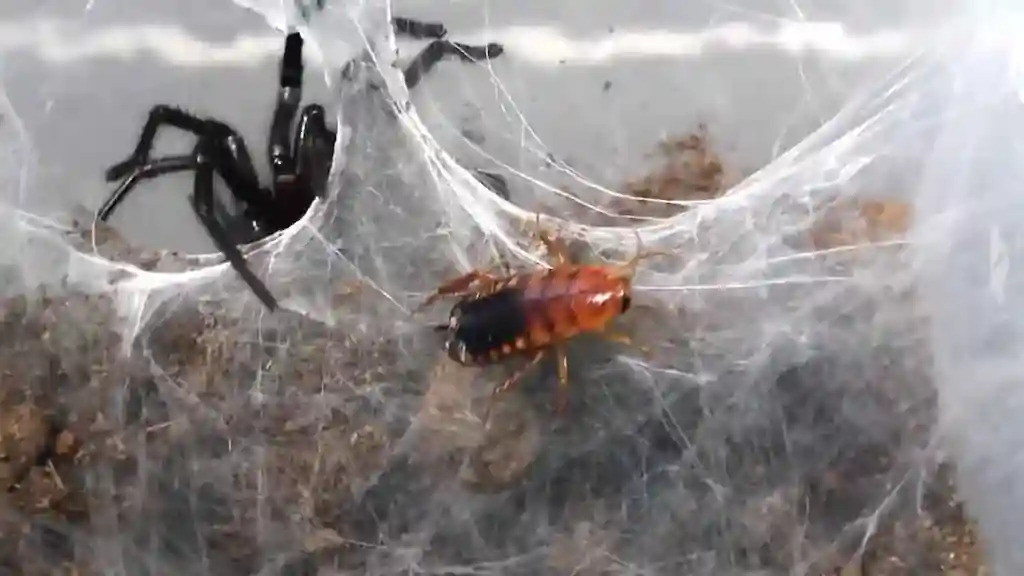 Alimentación tarántula cautiverio con grillo vivo tamaño adecuado para araña adulta