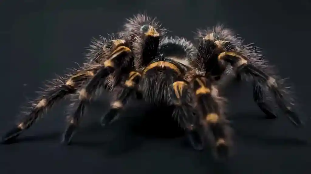 Tarántula mascota infografía anatomía órganos principales familia Theraphosidae cautiverio