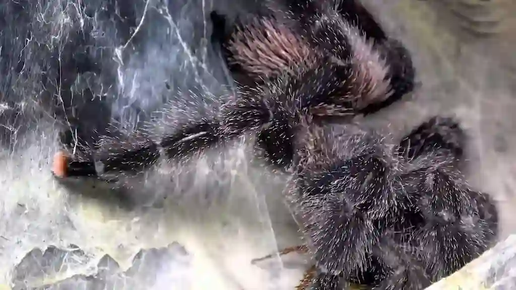 Avicularia avicularia adulta en posición de espera sobre tronco