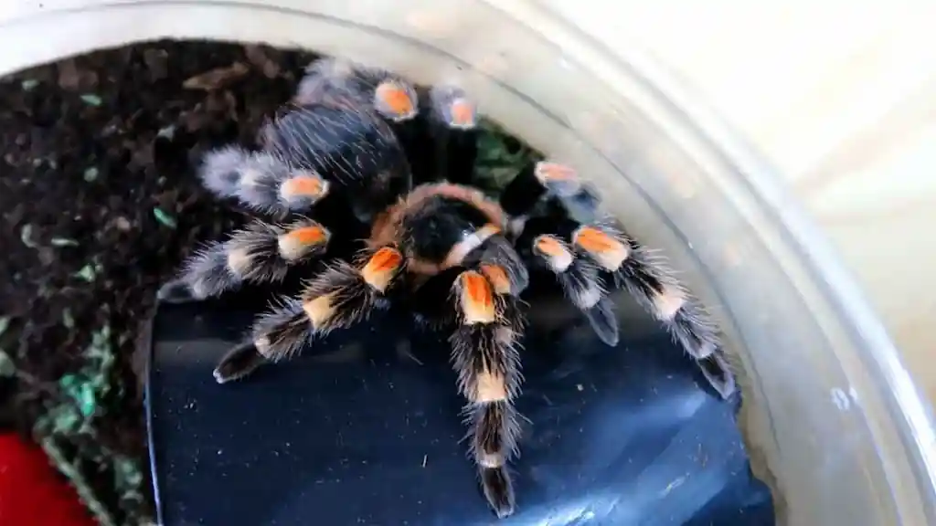 Tarántula adulta Brachypelma hamorii se encuentra en terrario doméstico sobre un sustrato de plástico, preparándose para cazar a su presa.