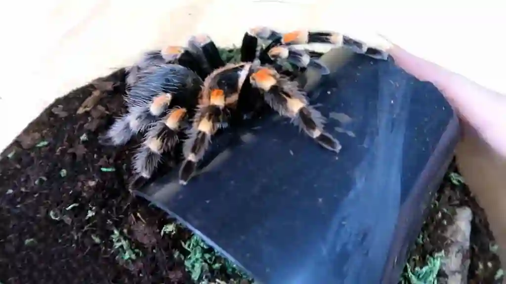 Tarántula mascota Brachypelma hamorii explorando sustrato de corteza en terrario doméstico