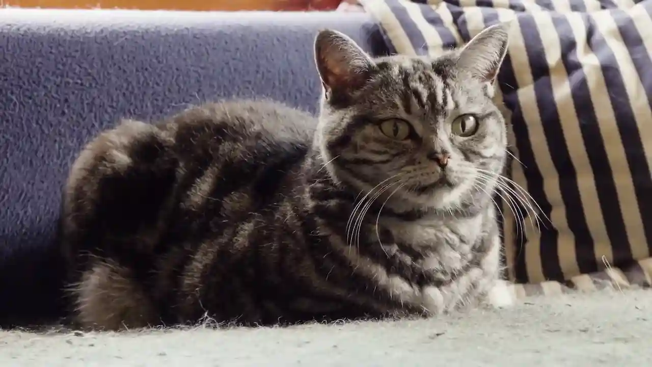 Un gato doméstico gris descansando en el sofá.
