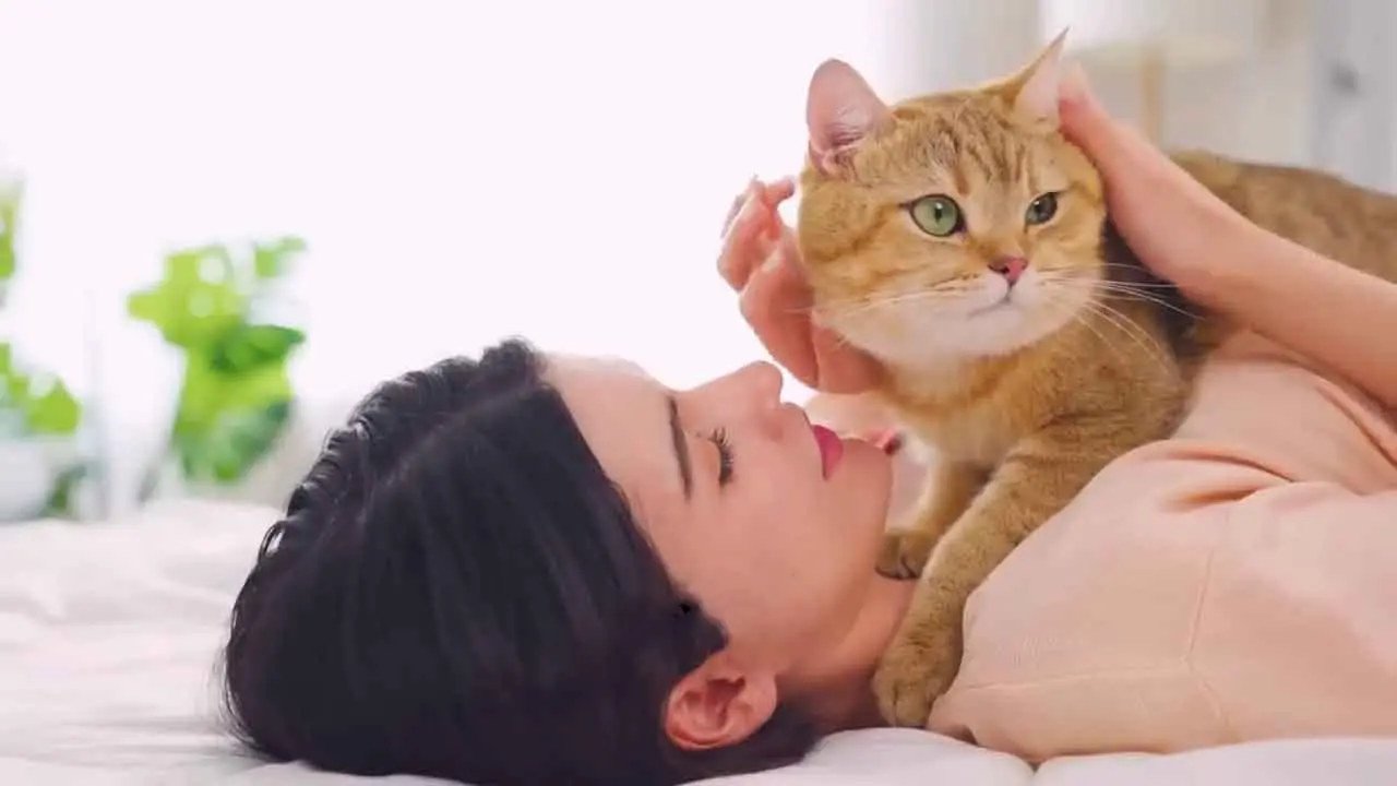 Un gato doméstico descansando sobre el pecho de su dueño.