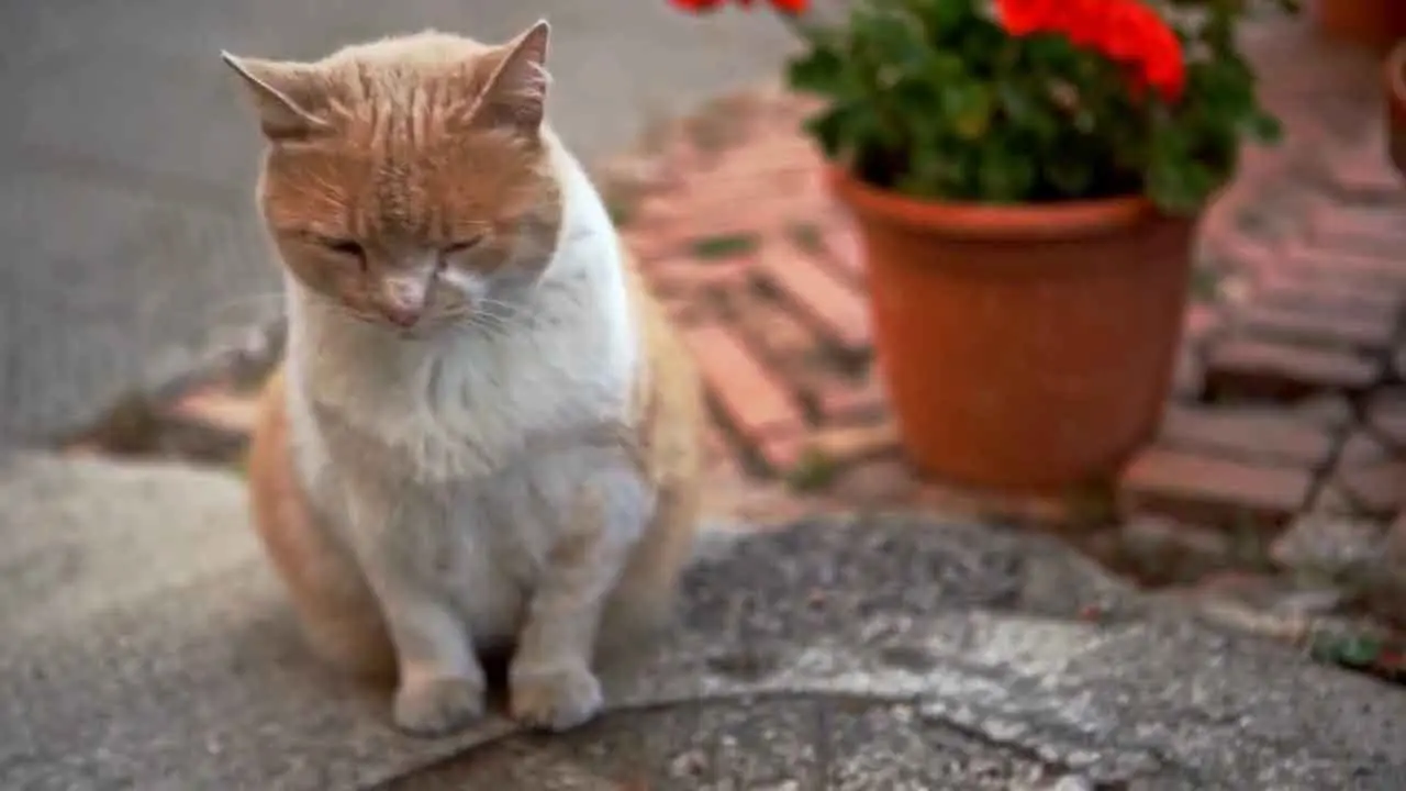 Un gato doméstico está parado en el jardín de la casa.
