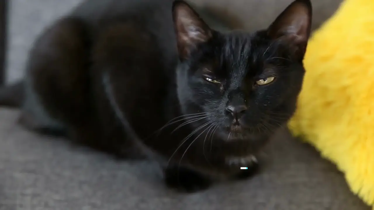 gato doméstico negro