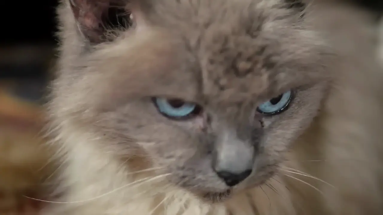 Gato doméstico gris con ojos azules