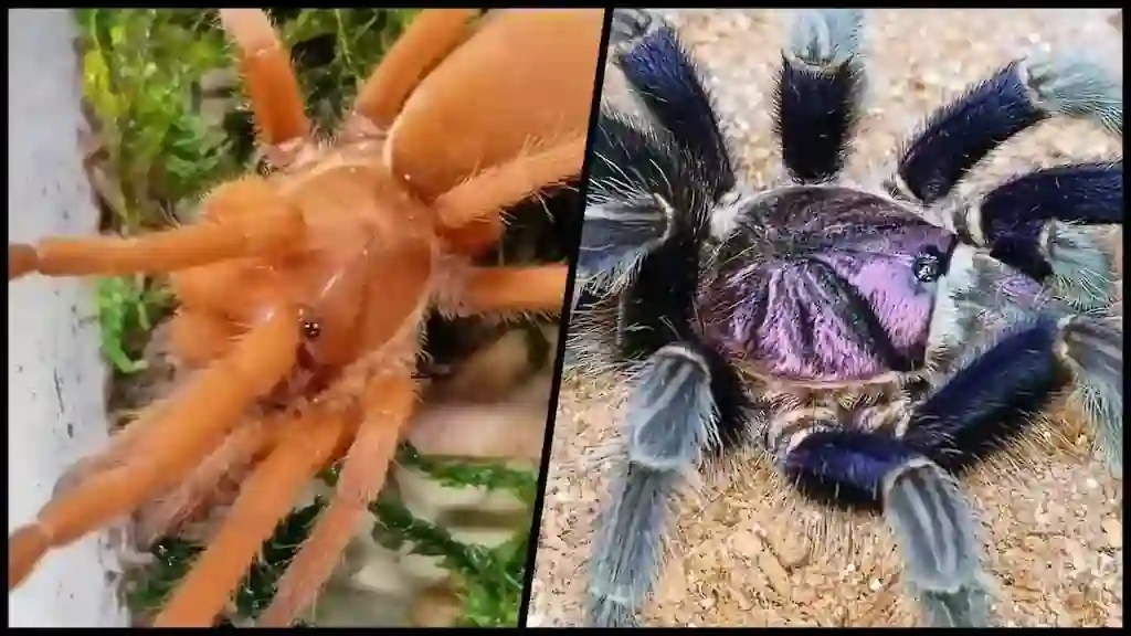 Comparación entre los abdómenes de dos tarántulas para determinar el impacto de una nutrición adecuada y las deficiencias nutricionales.