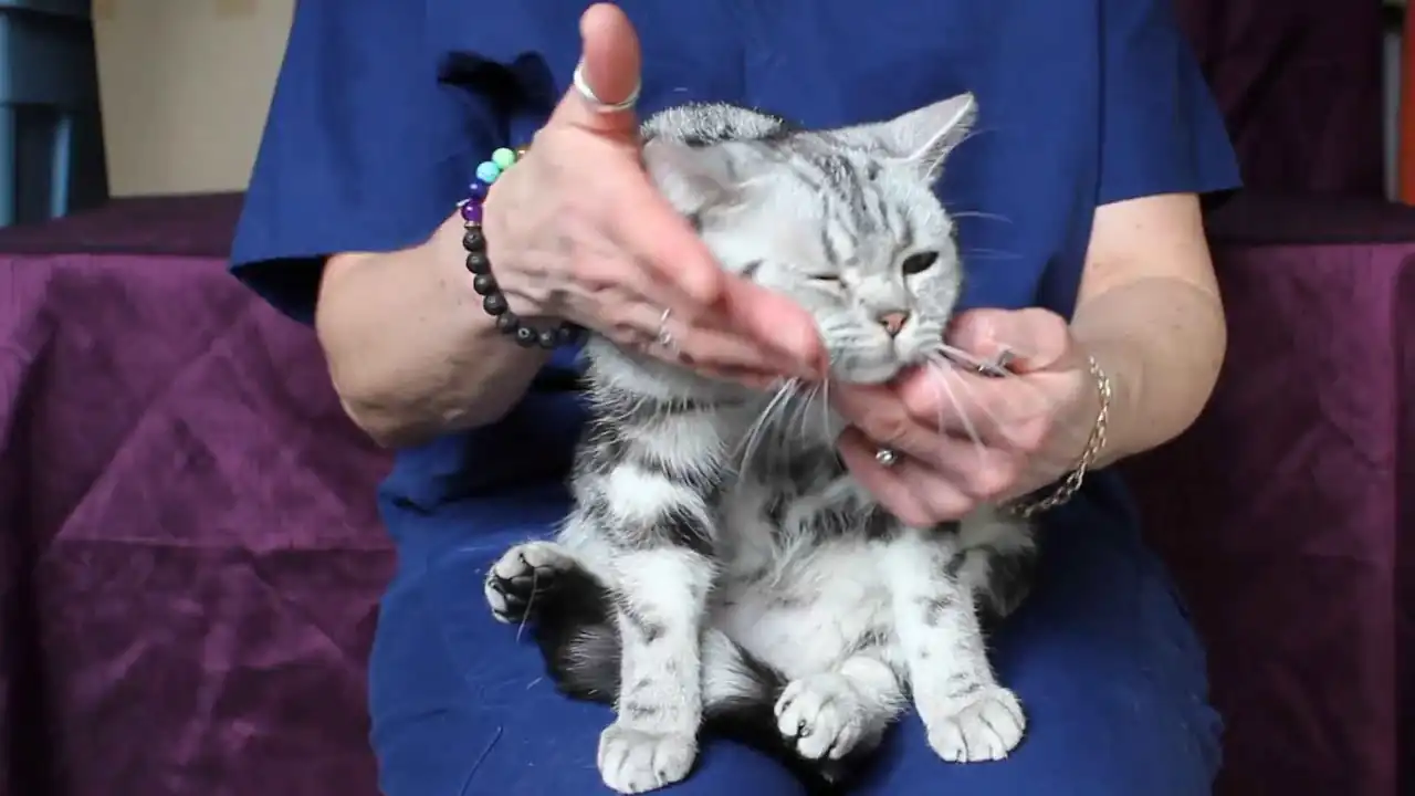 El dueño del gato le acaricia suavemente la cara.