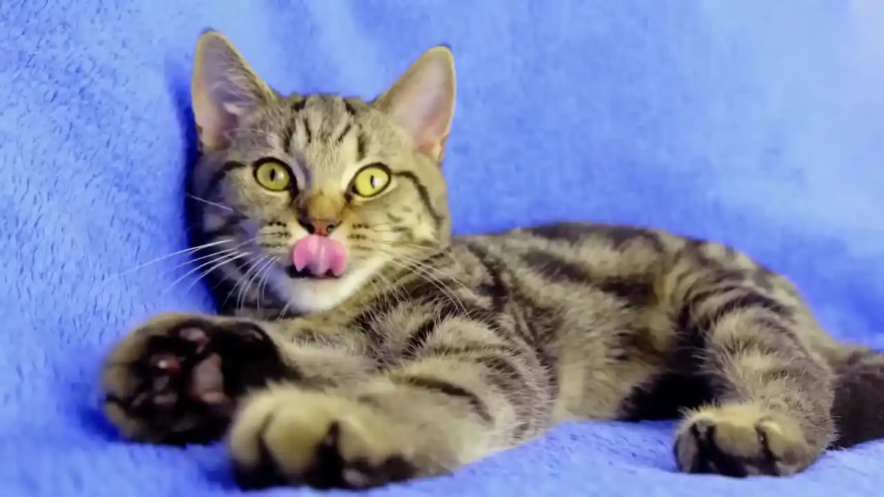 Un gato doméstico en el sofá intenta mostrarse cariñoso con su dueño.