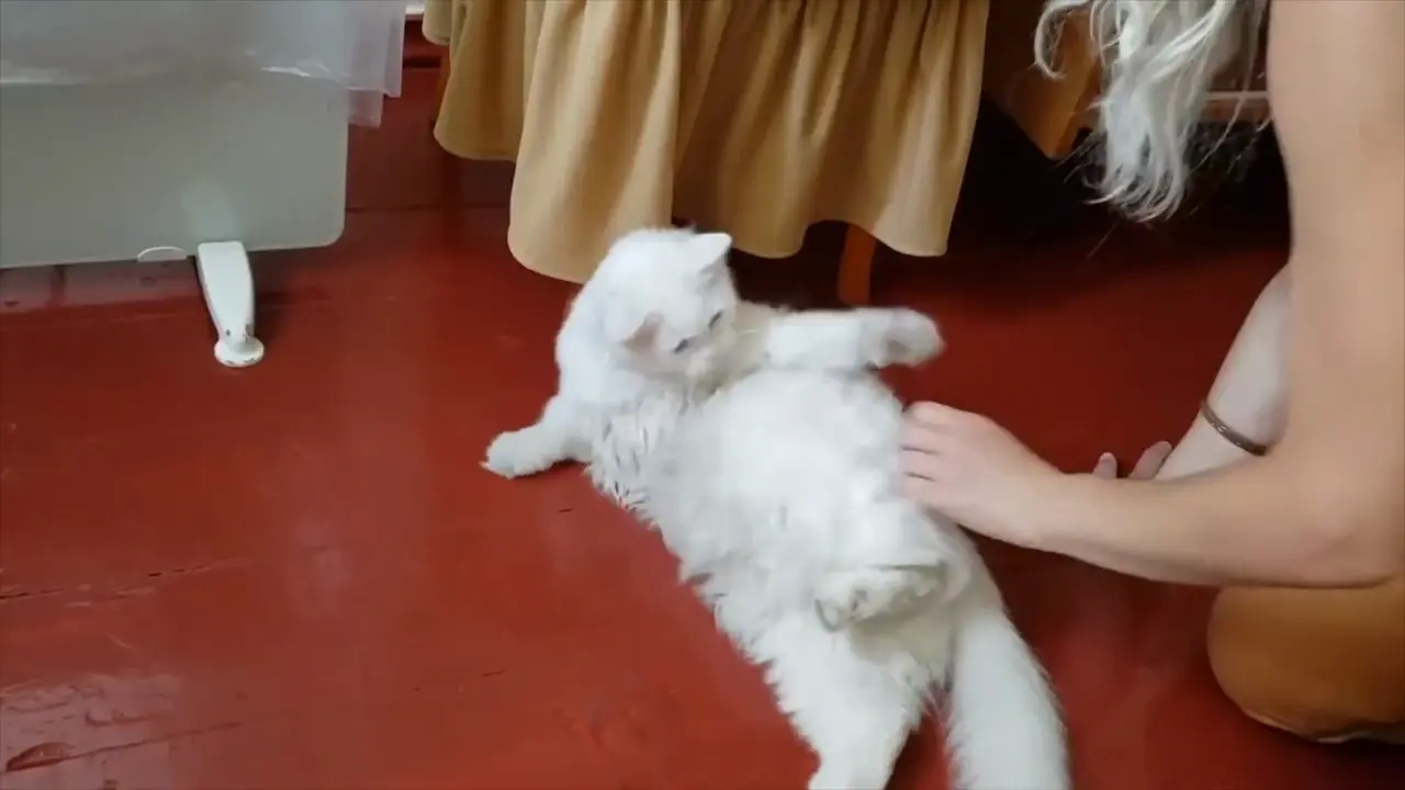 Un gato blanco jugando con su dueño.