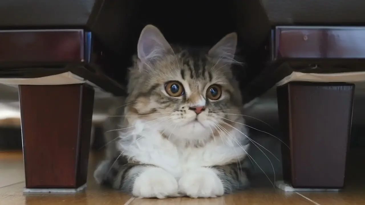 Un gato está sentado debajo de la mesa mirando a su dueño.