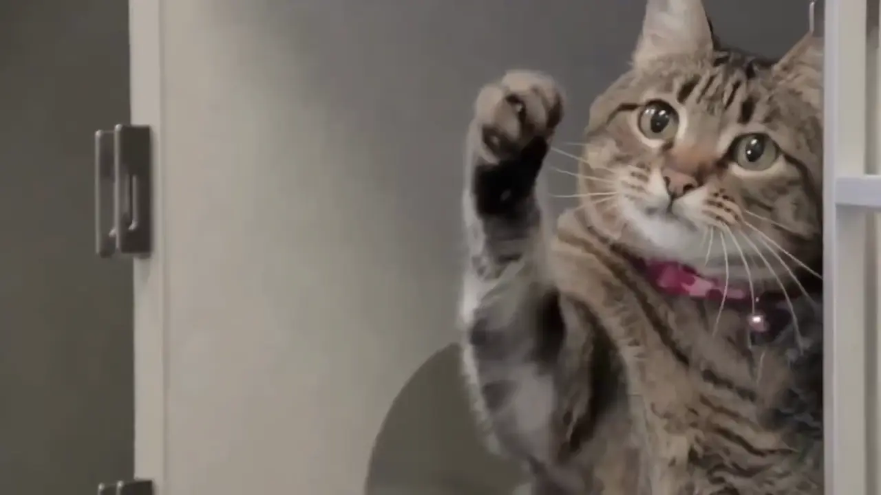 Un gato hace un gesto con la pata a su dueño en un intento de comunicarse.