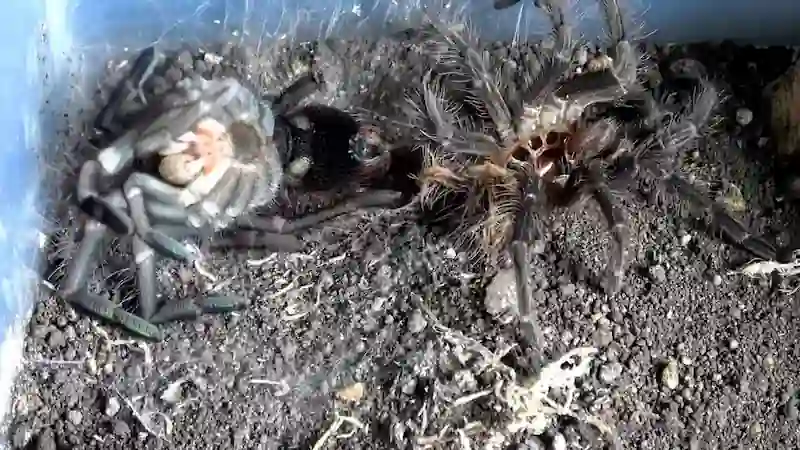Tarántula mascota completando proceso de muda ecdisis exoesqueleto en terrario