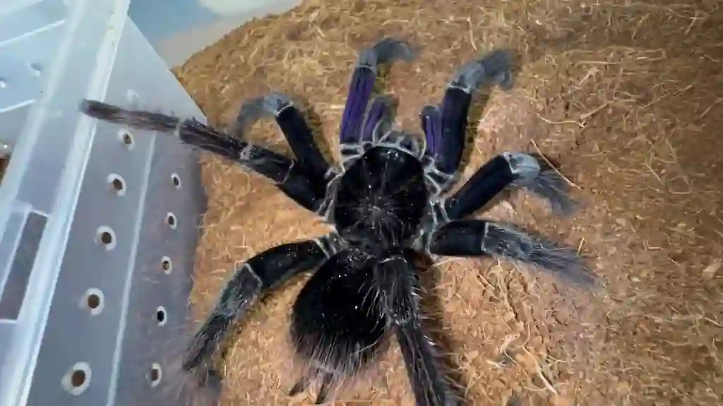 Tarántula del género Phormictopus dentro de un terrario de plástico, posada en el sustrato mientras explora su entorno con las patas delanteras.