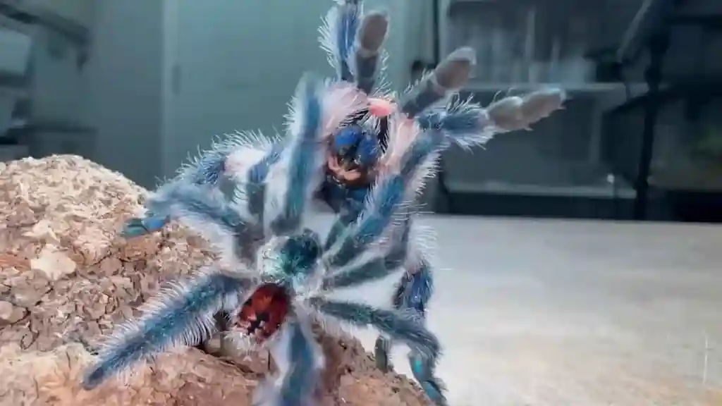 Tarántula azul levantando las patas delanteras en postura de amenaza sobre sustrato seco mostrando comportamiento defensivo