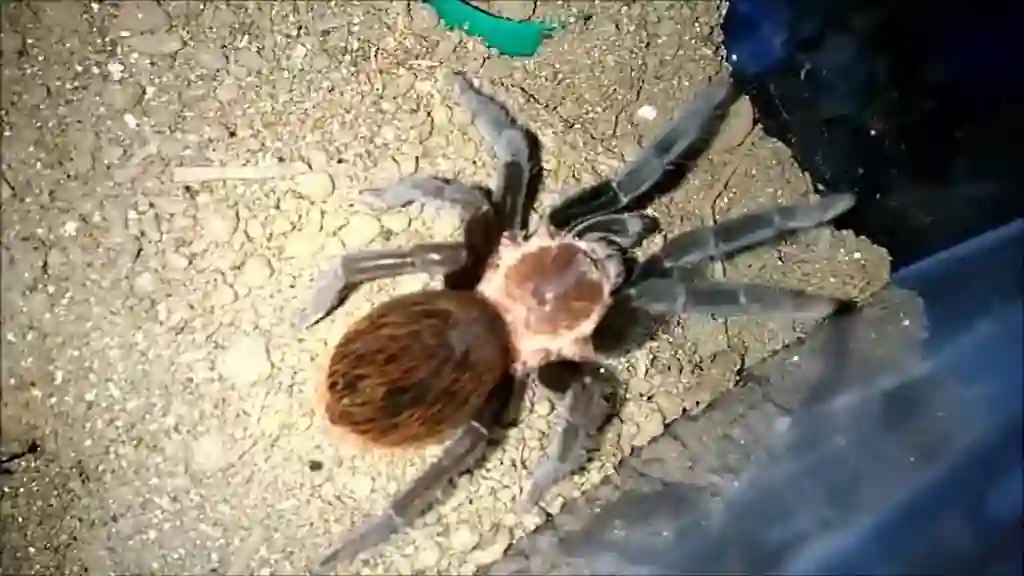 Tarántula adulta con opistosoma turgente y bien nutrido
en terrario sobre sustrato húmedo — indicador de estado nutricional