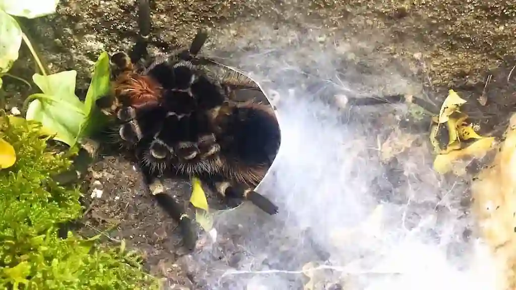 Tarántula adulta en premuda con sello de tela en entrada de
guarida y abdomen oscurecido visible en terrario doméstico