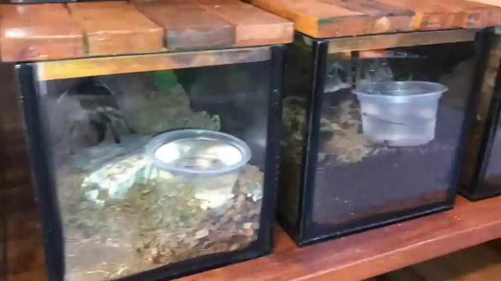 Terrario tarántula terrestre con zona húmeda y zona seca correctamente diferenciadas