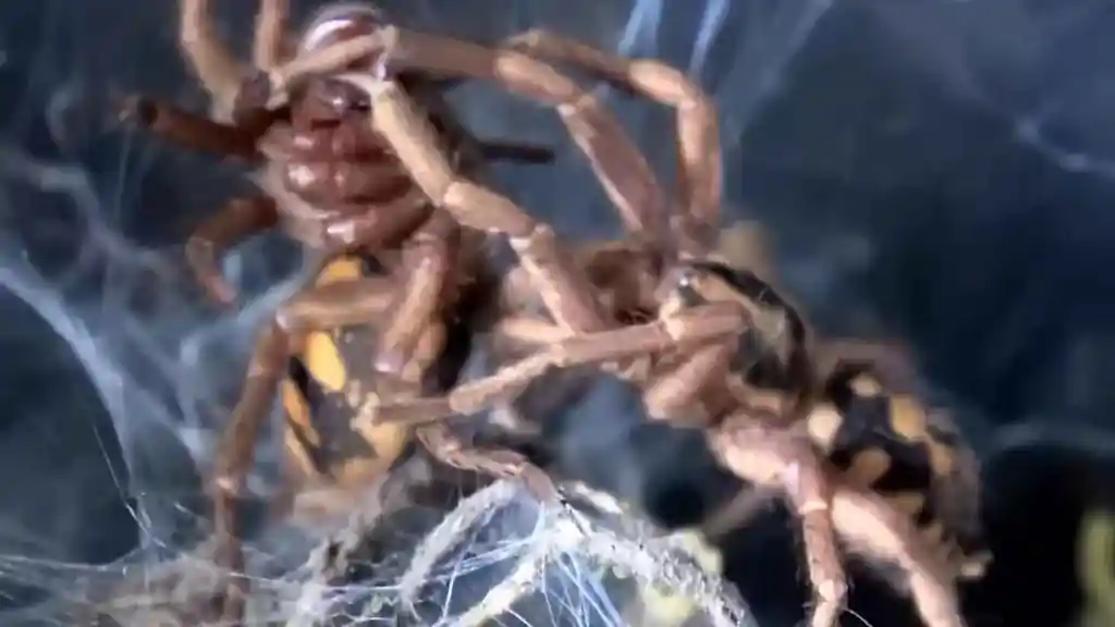 Tarántula Theraphosidae mostrando quelíceros y colmillos en posición defensiva característica