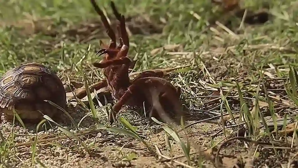 en posición defensiva enfrentando a una pequeña tortuga en el suelo mostrando comportamiento territorial