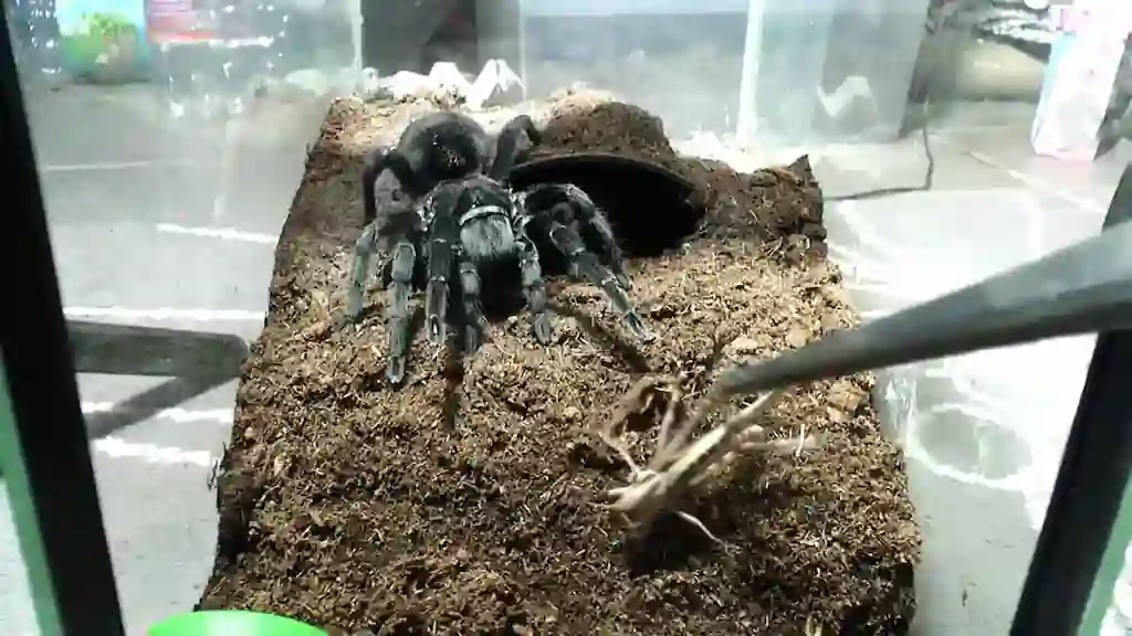 Tarántula negra en terrario atacando presa viva ofrecida con pinzas sobre sustrato seco durante la alimentación